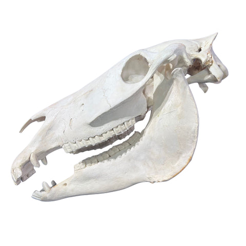 Real Zebra Skull - Genuine Zebra Skull About 20 X 7 X10" Very Good Quality