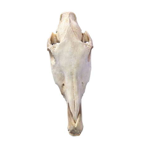 Real Donkey Skull - Approximate Size: 17LX7.5WX11D"