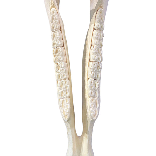 Real Zebra Skull - Genuine Zebra Skull About 19 X 7 X11" Very Good Quality