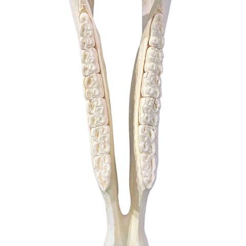 Real Zebra Skull - Genuine Zebra Skull About 19 X 7 X11" Very Good Quality