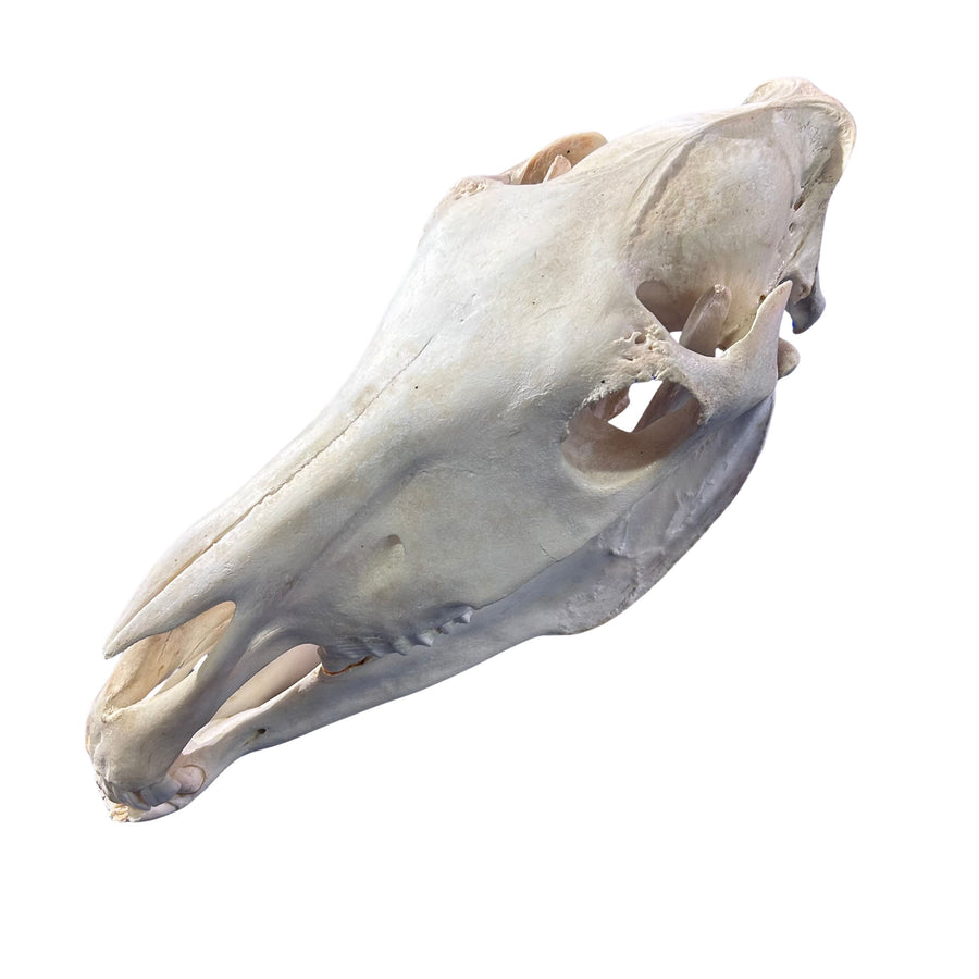 Real Zebra Skull - Approximate Size: 17LX7.5WX11D"