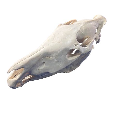 Real Zebra Skull - Genuine Zebra Skull About 20 X 7 X10" Very Good Quality