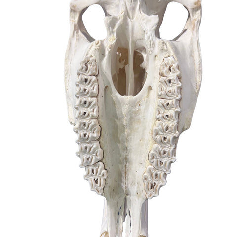 Real Zebra Skull - Genuine Zebra Skull About 19 X 7 X11" Very Good Quality