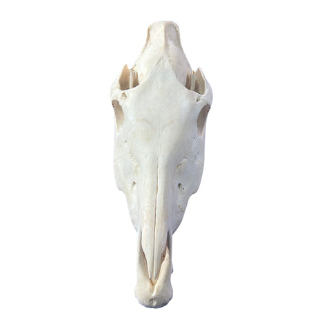 Real Zebra Skull - Genuine Zebra Skull About 20 X 7 X10" Very Good Quality
