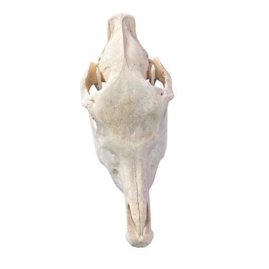 Donkey Skull - Real Donkey Skull- Approximate Size: 19LX8WX12D" Wall Art Animal Skull Real Donkey Skull Wall Decor Blesbok Animal Head