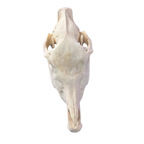 Donkey Skull - Real Donkey Skull- Approximate Size: 19LX8WX12D" Wall Art Animal Skull Real Donkey Skull Wall Decor Blesbok Animal Head