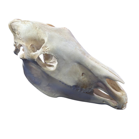 Real Donkey Skull - Approximate Size: 17LX7.5WX11D"