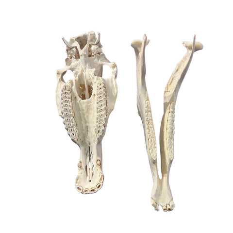 Real Zebra Skull - Genuine Zebra Skull About 19 X 7 X11" Very Good Quality
