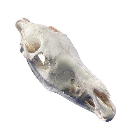 Real Zebra Skull - Genuine Zebra Skull About 19 X 7 X11" Very Good Quality