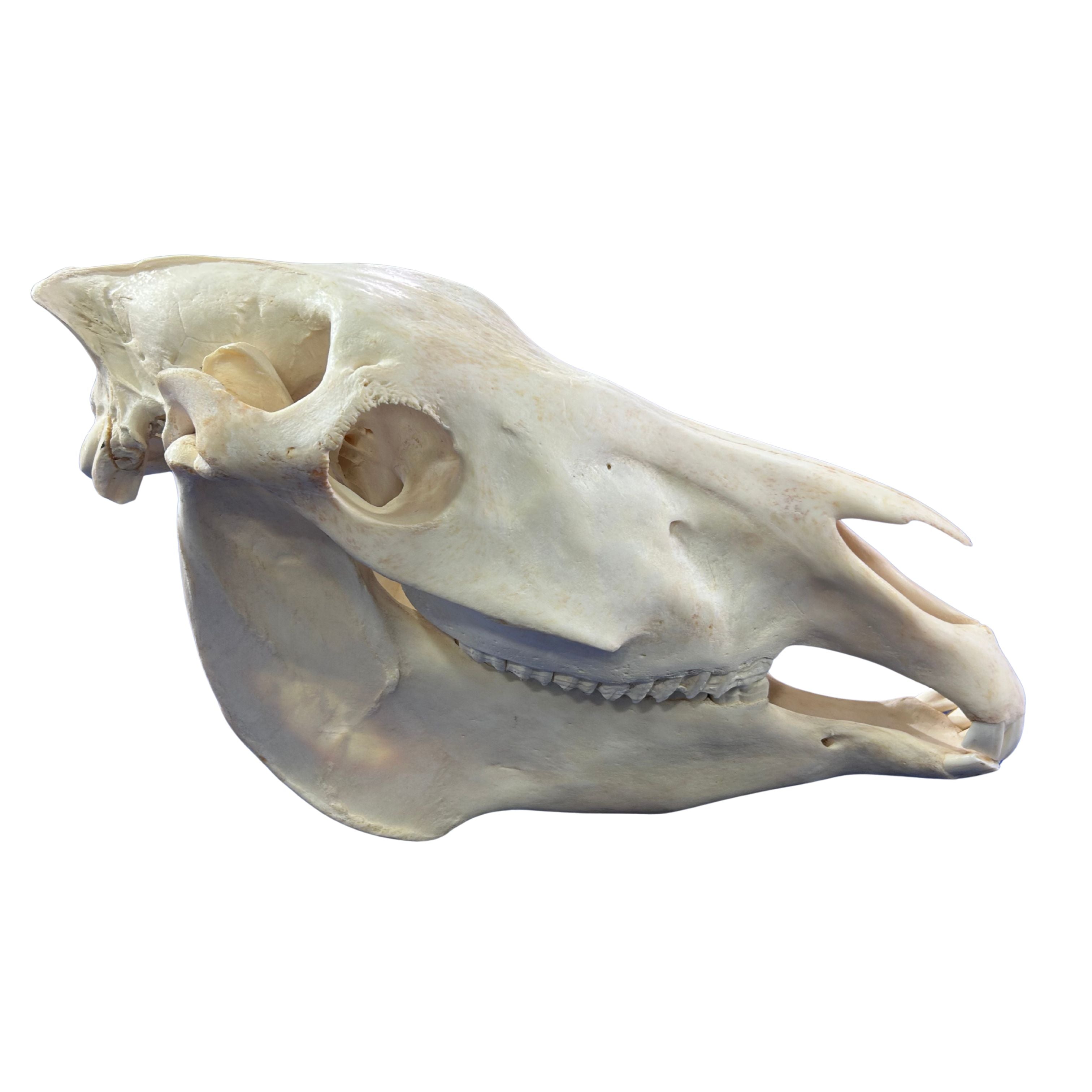 Donkey Skull Cowhides USA donkey-skull-cowhides-usa
