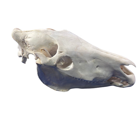 Real Zebra Skull - Genuine Zebra Skull About 20 X 7 X10" Very Good Quality