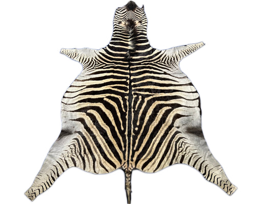 Zebra Skin Rug # 12 (Tail is 29"/very good quality!) Size: 8.2x6.7 feet