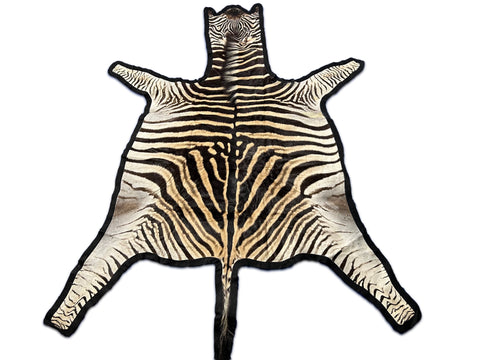 Zebra Skin Rug # 14 (felted/Tail is 33"/Nice Quality) Size: 7.2x6.2 feet