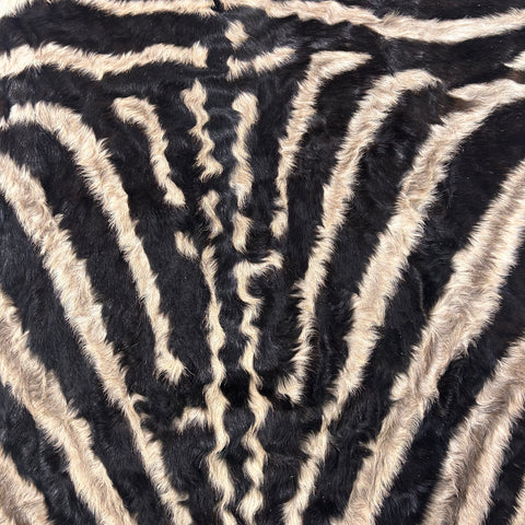 Real Zebra Skin Rug Hide # 18 (felted) Size: 7X 5.3 feet -FREE PILLOW CASE