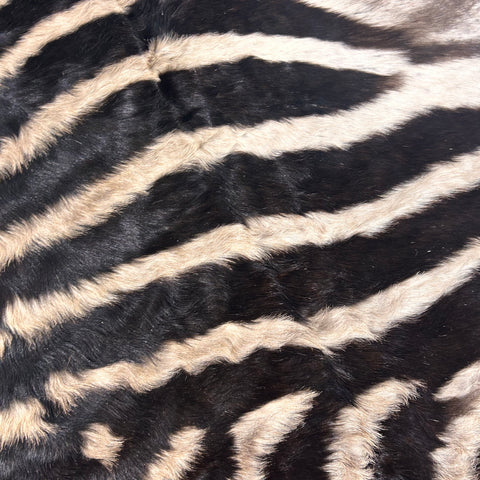 Real Zebra Skin Rug Hide # 18 (felted) Size: 7X 5.3 feet -FREE PILLOW CASE