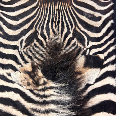 Real Zebra Skin Rug Hide # 18 (felted) Size: 7X 5.3 feet -FREE PILLOW CASE