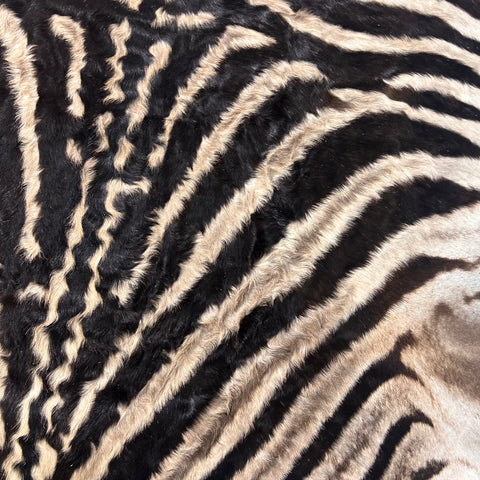 Real Zebra Skin Rug Hide # 18 (felted) Size: 7X 5.3 feet -FREE PILLOW CASE