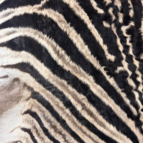 Real Zebra Skin Rug Hide # 18 (felted) Size: 7X 5.3 feet -FREE PILLOW CASE