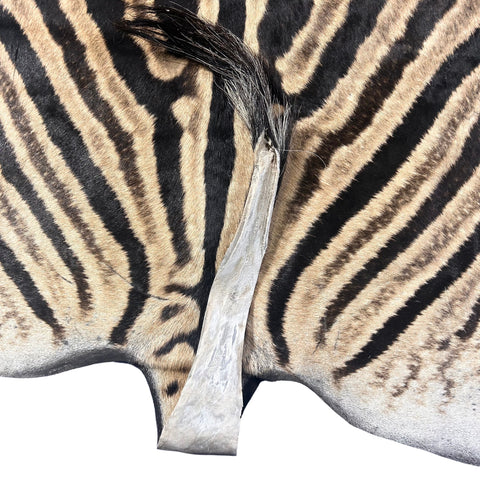 Real Zebra Skin Rug Hide # 26 Size: 8X 6.5 feet - FREE ZEBRA PILLOW CASE