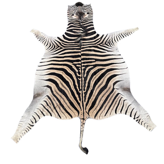 Real Zebra Skin Rug Hide # 34 Size: 8 X 7 feet - FREE ZEBRA PILLOW CASE