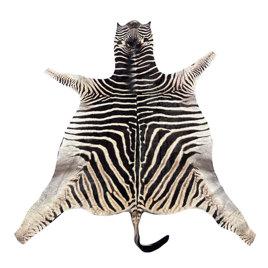 Real Zebra Skin Rug Hide # 36 HUGE Size: 7.3 X 6 feet - FREE ZEBRA PILLOW CASE