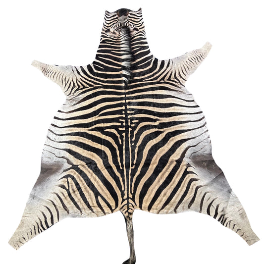 Real Zebra Skin Rug Hide # 39 Size: 8 X 7 feet Genuine Burchells Zebra Hide