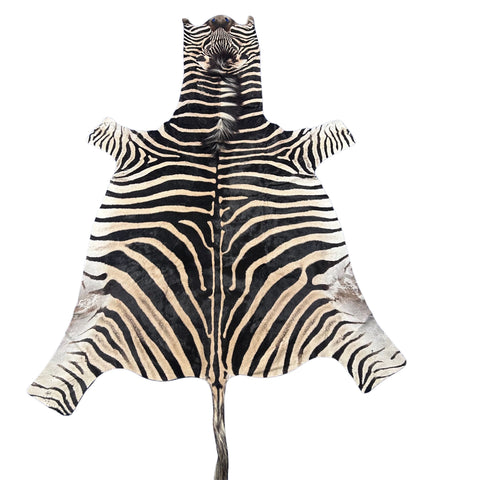 Real Zebra Skin Rug Hide # 50 Size: 8 X 6 feet Genuine Burchells Zebra Hide