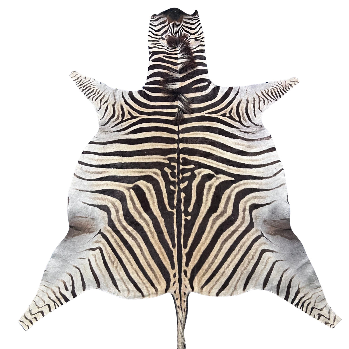 Real Zebra Skin Rug Hide # 52 HUGE Size: 9X7 feet Genuine Burchells Zebra Hide