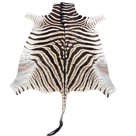 Real Zebra Skin Rug Hide # 53 Size: 6X5.5 feet Genuine Burchells Zebra Hide