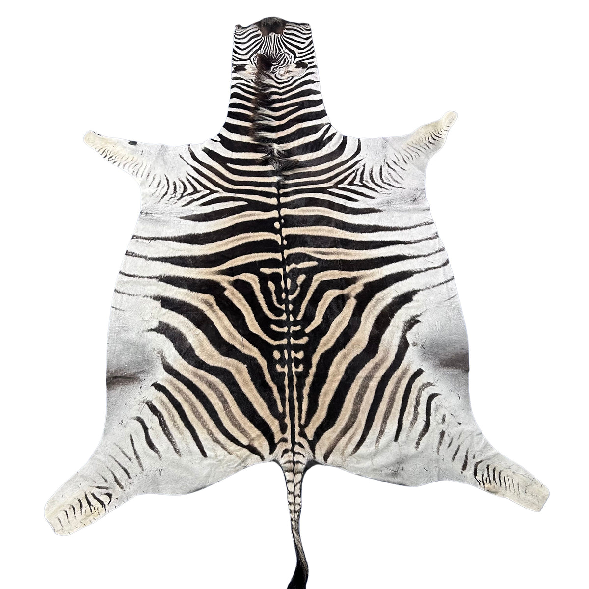 Zebra Skin Rug # 63 (Tail is 25") Size: 8.2x6.5 feet