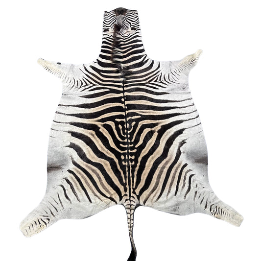 Zebra Skin Rug # 63 (Tail is 25") Size: 8.2x6.5 feet