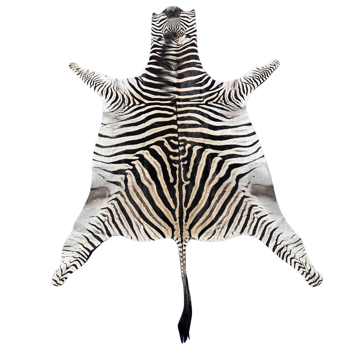 Zebra Skin Rug # 65 (Tail is 25") Size: 7x6 feet