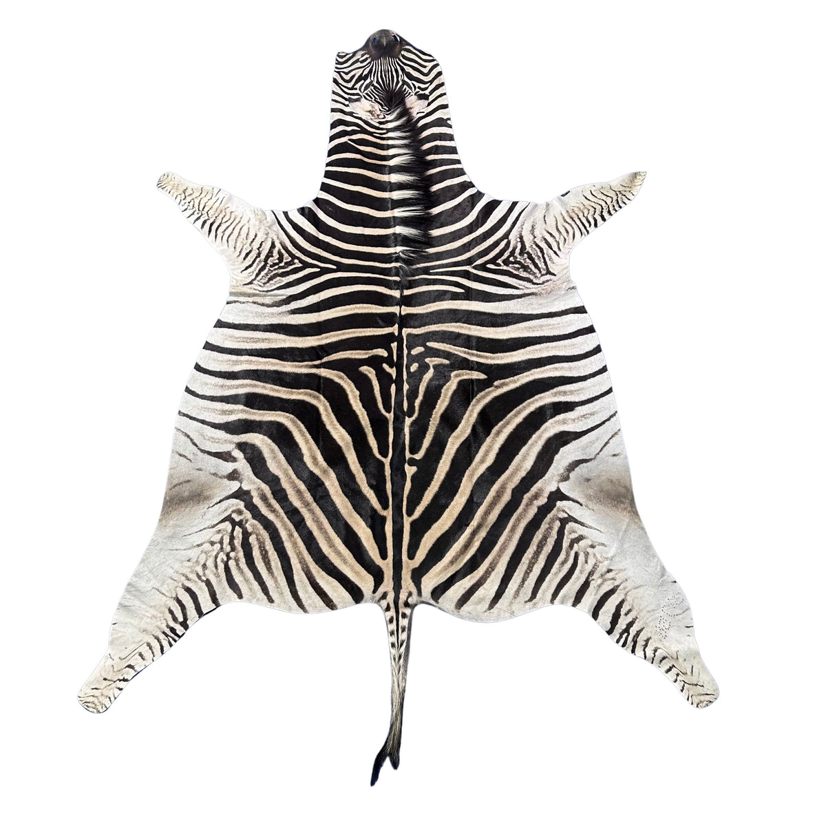 Zebra Skin Rug # 66 (Tail is 29") - SUPER A GRADE Size: 8x6.2 feet