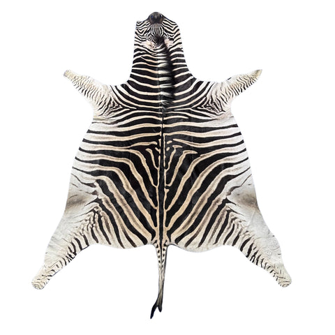 Zebra Skin Rug # 66 (Tail is 29") - SUPER A GRADE Size: 8x6.2 feet