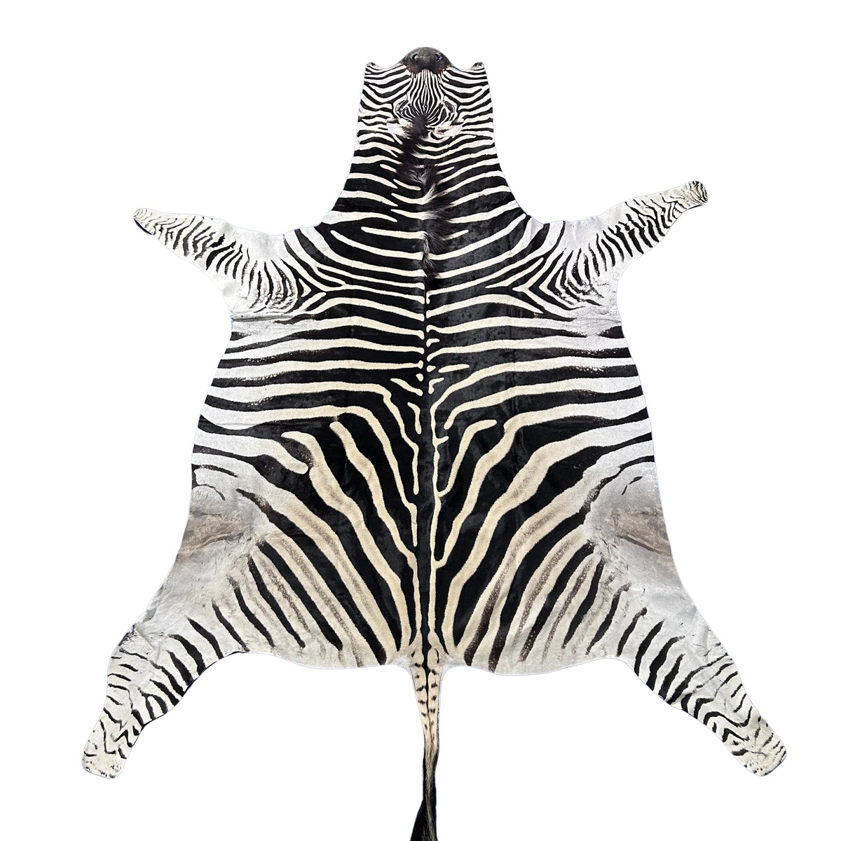 Zebra Skin Rug # 67- (Tail is 32") SUPER A GRADE Size: 8x7 feet