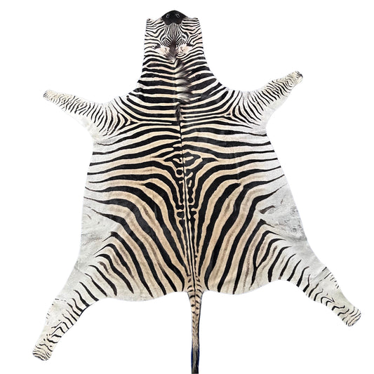 Zebra Skin Rug # 68 (HUGE/ 1 stitch/Tail is 31") Size: 8.5x7 feet