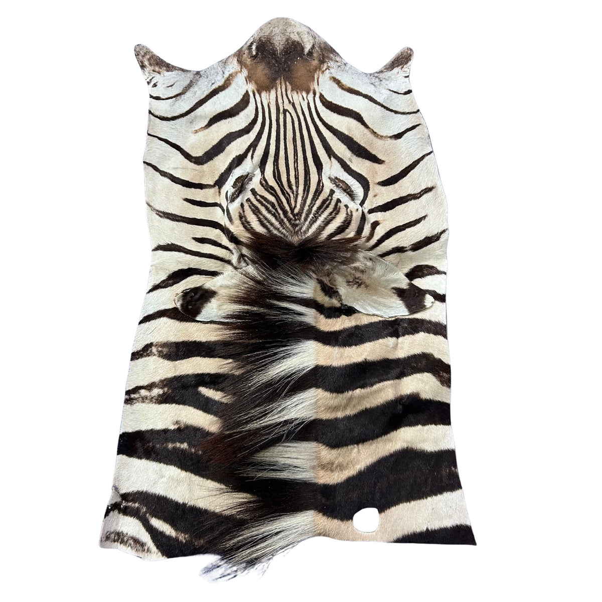 Zebra Face # 70 Size: 34x19"