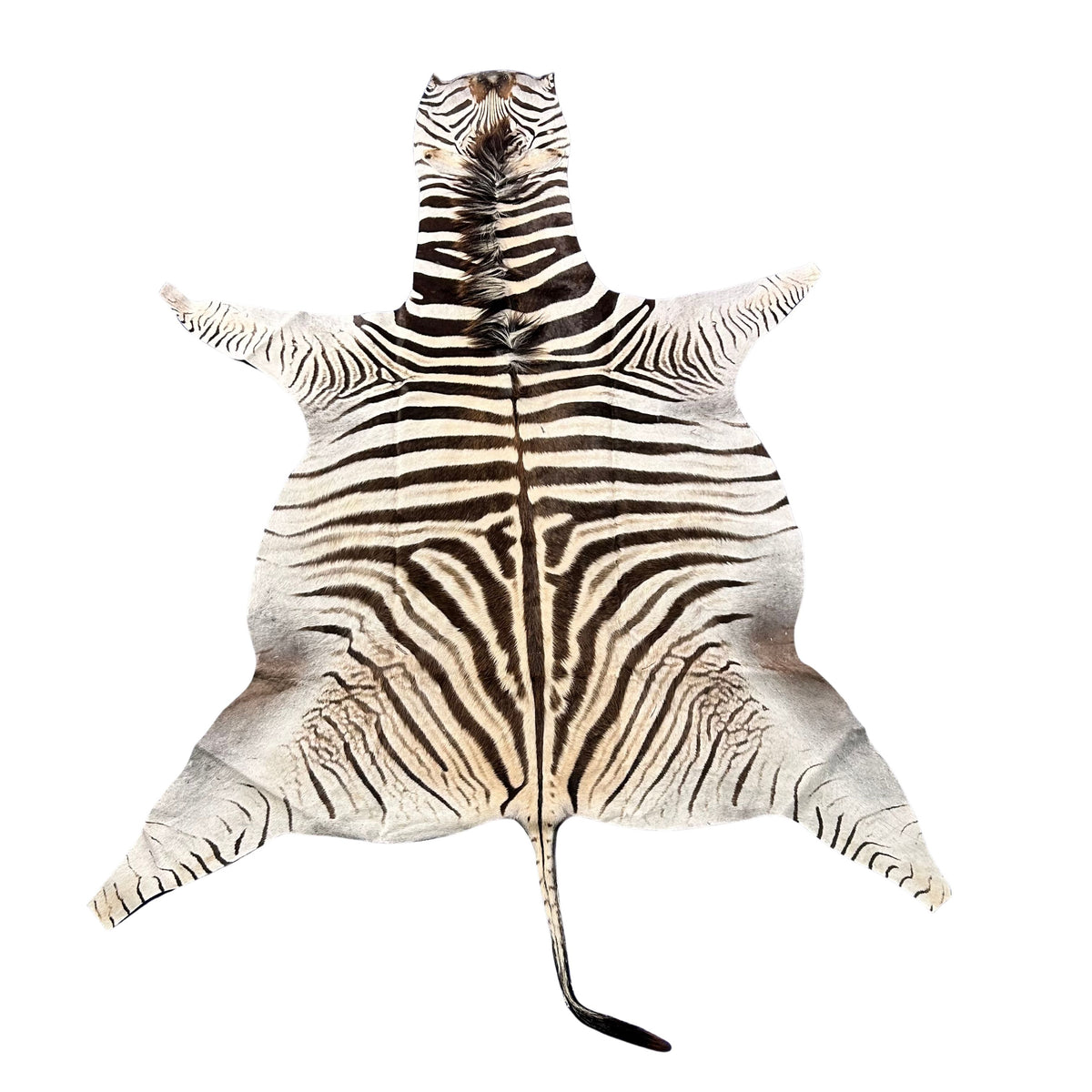 Real Zebra Skin # 86 (Tail is about 20") Size: 81x68"