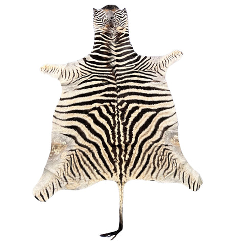 Real Zebra Skin # 87 (curly Hair/Tail is about 18"/Patch) Size: 80x58"