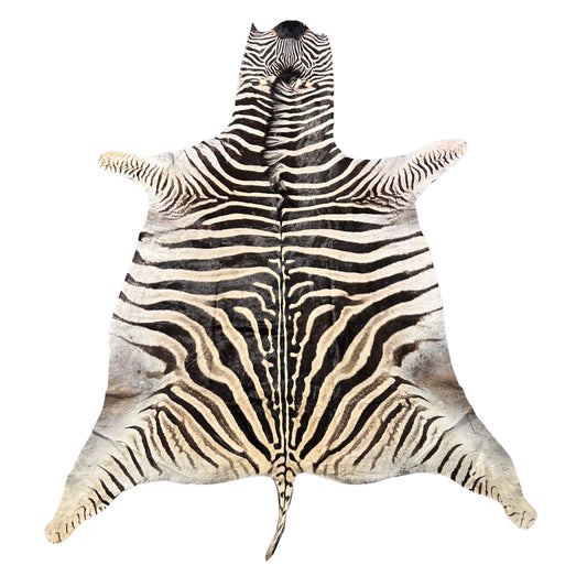 Real Zebra Skin # 89 (curly Hair/tail is about 26") Size: 102x78"