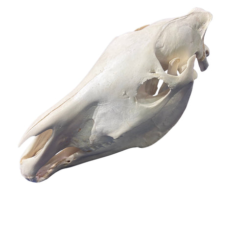Real Zebra Skull Genuine Zebra Skull About 18 X 8 X12" GREAT quality/ all teeth