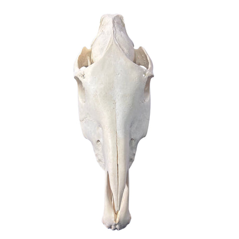 Real Zebra Skull Genuine Zebra Skull About 18 X 8 X12" GREAT quality/ all teeth