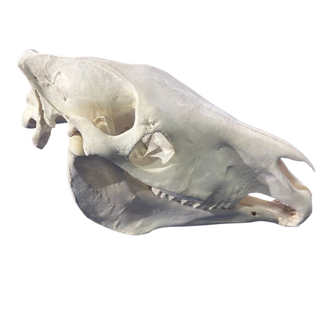 Real Zebra Skull Genuine Zebra Skull About 18 X 8 X12" GREAT quality/ all teeth