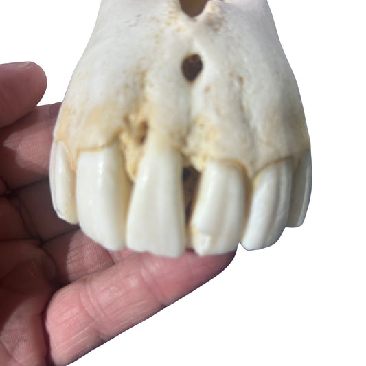 Real Zebra Skull Genuine Zebra Skull About 18 X 8 X12" GREAT quality/ all teeth