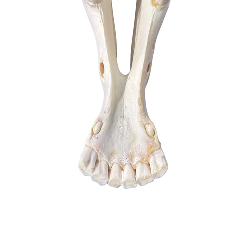 Real Zebra Skull Genuine Zebra Skull About 18 X 8 X12" GREAT quality/ all teeth