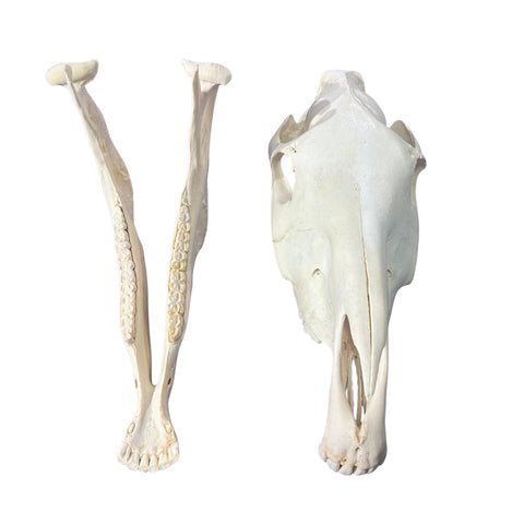 Real Zebra Skull Genuine Zebra Skull About 18 X 8 X12" GREAT quality/ all teeth