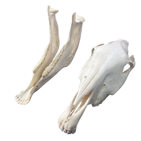 Real Zebra Skull Genuine Zebra Skull About 18 X 8 X12" GREAT quality/ all teeth