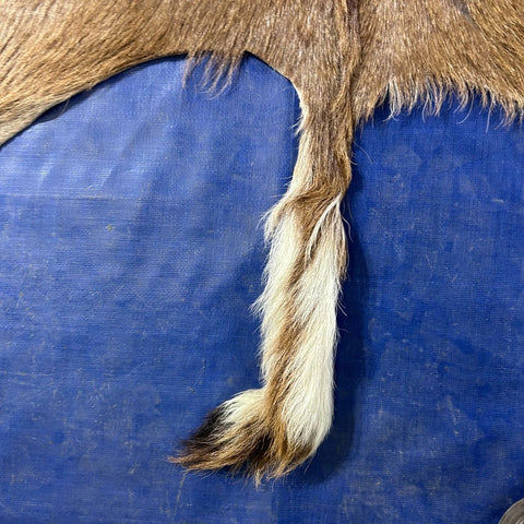 Kudu Skin Rug (Tail is 14") Real Greater Kudu Antelope Hide Size 69x59" D-964