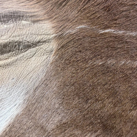 Kudu Skin Rug (Tail is 14") Real Greater Kudu Antelope Hide Size 69x59" D-964