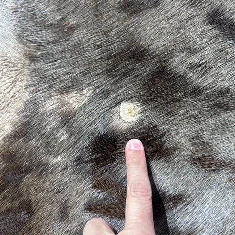Wildebeest Skin (holes and scars/No tail ) Size: 60x56" D-943
